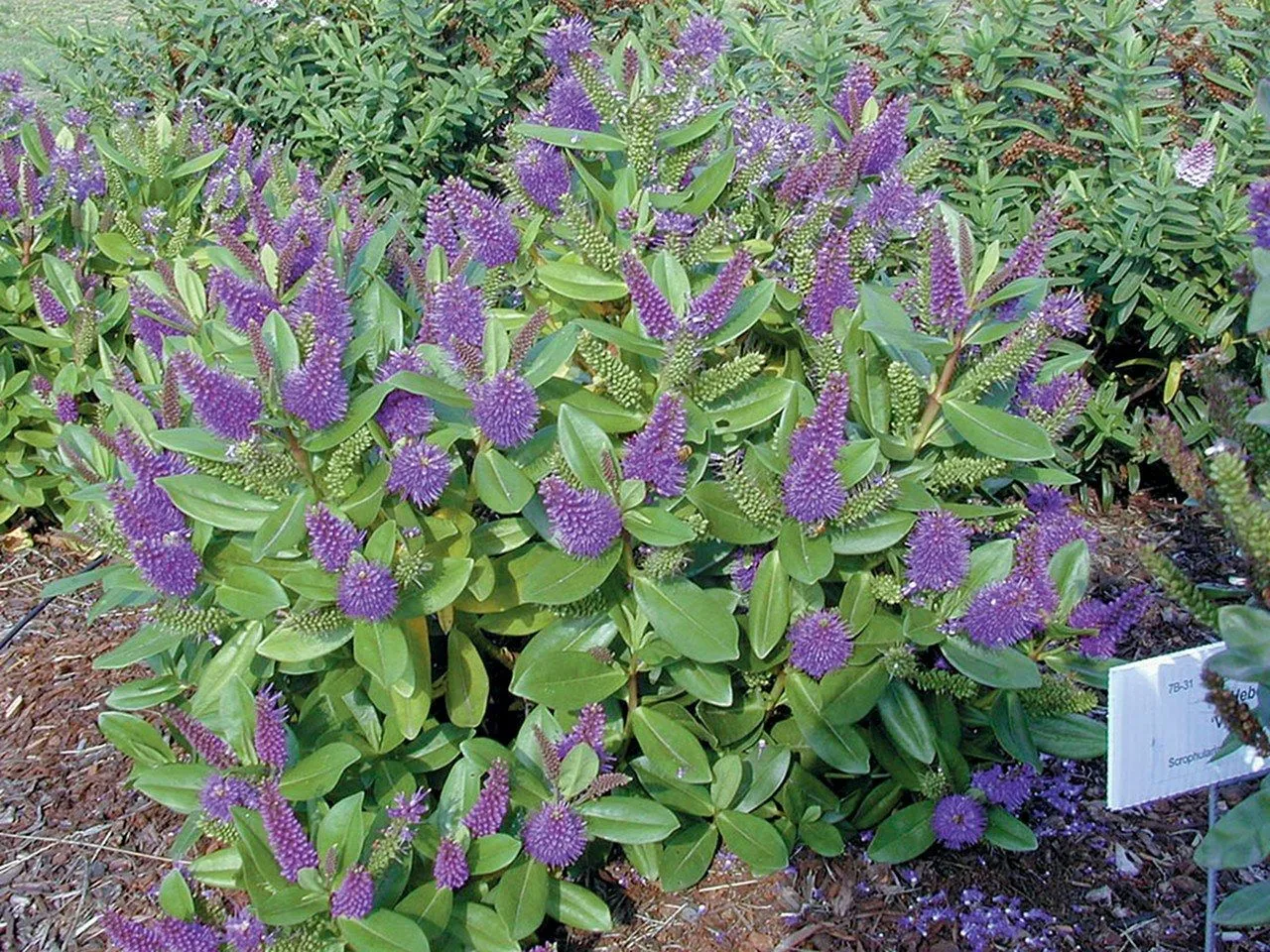 pianta-Hebe-fiori-viola