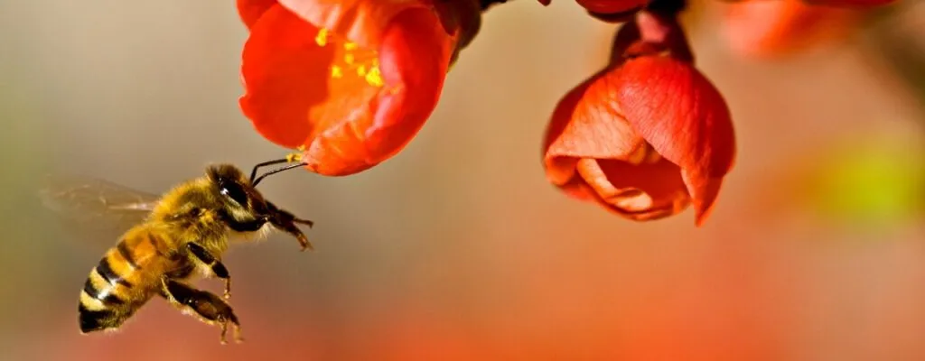 Piante repellenti insetti giardino terrazzo 1
