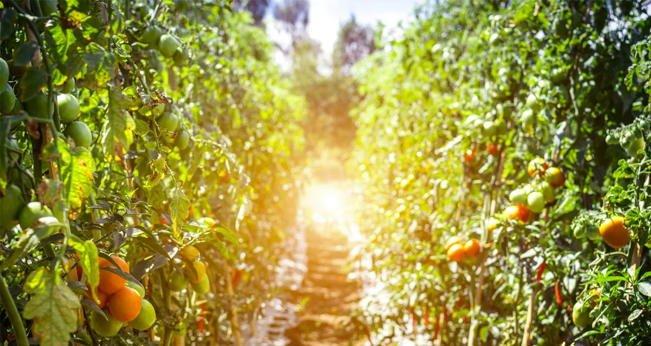 piantagione di pomodori